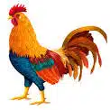 Rooster